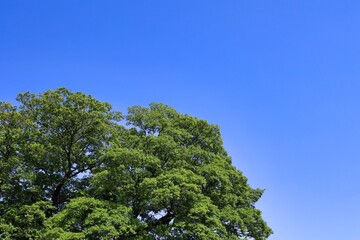 初夏の晴れた空と新緑　エコロジーイメージ