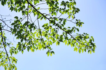 初夏の晴れた空と新緑　エコロジーイメージ