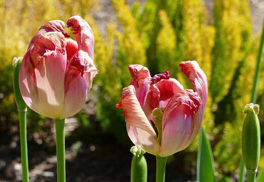 Verb&uuml;hte Tulpe