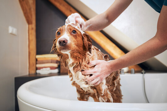 Dog taking bath at home. Bathing of Nova Scotia Duck Tolling Retriever..