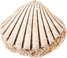 Fossil seashell - 504756304