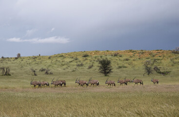 Herd of Gemsbok or South African Oryx in the Kgalagadi, South Africa