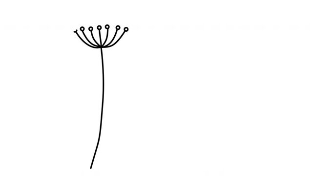 Flower, grass, plant self drawing animation. Minimalist line art. Luma matte, alpha channel. Thin outline.