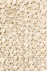 Light sea style summer background. Scattering of shells.