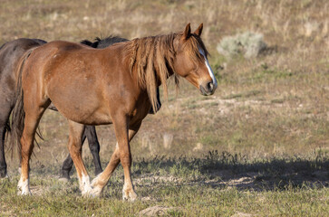 Obraz premium Majestic Wild horse in the Utah Desert in Springtime