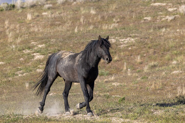 Majestic Wild horse in the Utah Desert in Springtime