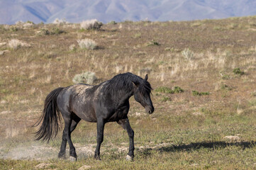 Majestic Wild horse in the Utah Desert in Springtime