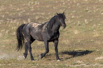 Obraz na płótnie Canvas Majestic Wild horse in the Utah Desert in Springtime