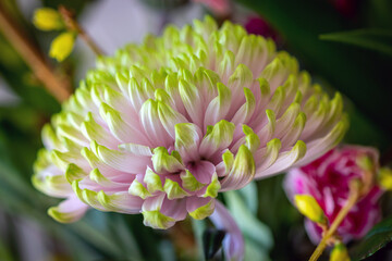 pink flower