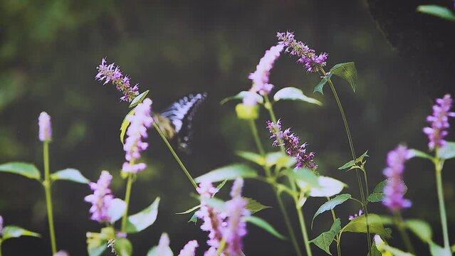 A beautiful and colorful tiger butterfly flying gracefully over a flower swaying in the wind