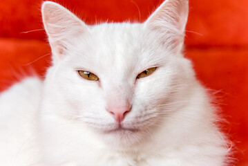 Beautiful white cat judging the camera on red background.