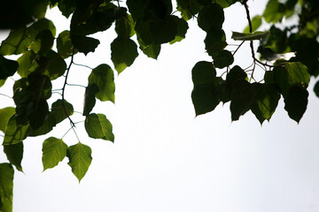 Leaves Tropical forest trees texture background wallpaper