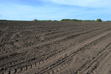 Agriculture champ et croissance de culture en terre