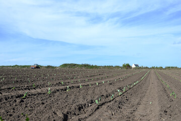 Agriculture champ et croissance de culture en terre