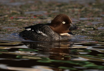 The common goldeneye or simply goldeneye (Bucephala clangula) is a medium-sized sea duck of the genus Bucephala, the goldeneyes. Its closest relative is the similar Barrow's goldeneye.