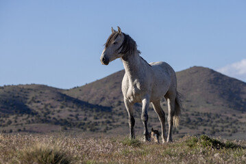 Obraz na płótnie Canvas Majestic Wild horse in the Utah Desert in Springtime