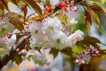 Beautiful white Sakura flowers on a tree branch growing in the garden