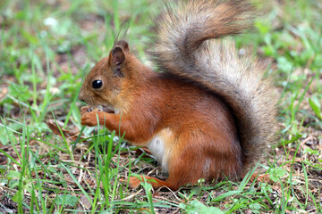 The squirrel with nut in springtime. Eurasian red squirrel, Sciurus vulgaris.