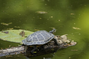 European pond turtle (Emys orbicularis) also commonly called the European pond terrapin and the...