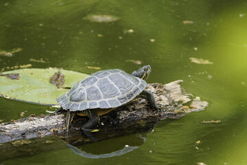 European pond turtle (Emys orbicularis) also commonly called the European pond terrapin and the European pond tortoise, is a species of long-living freshwater turtle in the family Emydidae. Hildesheim