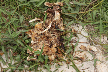 Food scraps were left by the side of the road.