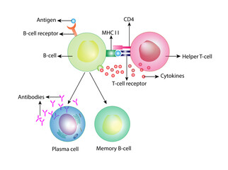 Activation B-cell leukocytes. B lymphocyte differentiation. Plasma cell and memory B cell. B cell and T cell interaction.