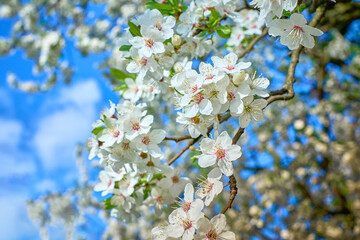 Large branch with white plum flowers in full bloom in the garden on a sunny spring day against the sky