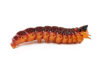 side view of a goat moth caterpillar, Cossus cossus, isolated on white background