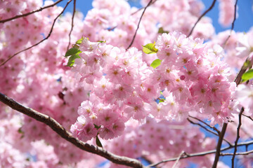 Pink sakura blossom on blue sky. Beautiful background texture, spring time.
