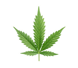 Medical cannabis leaf isolated on white. Healthcare concept.