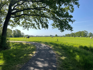 Fototapeta na wymiar Bicycle path through farmland with cows