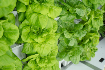 a picture of organic lettuce