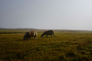 Fototapeta na wymiar Ouessant - Côte sauvage - brume et moutons