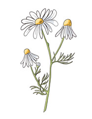 Sketch of Chamomile. Vector hand drawn illustration of Daisy Flower. Drawing of matricaria