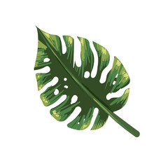 flat realistic leaf monstera