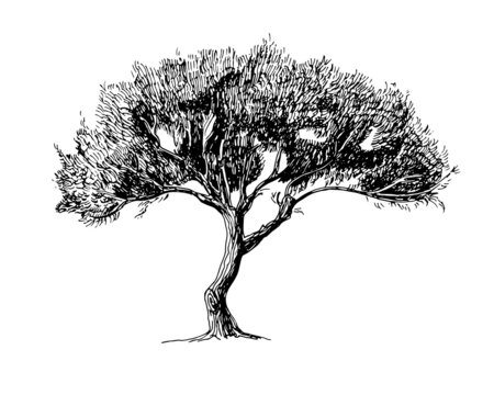 Drawing of olive Tree. Sketch of big Oak. Hand drawn vector illustration. Black engrave