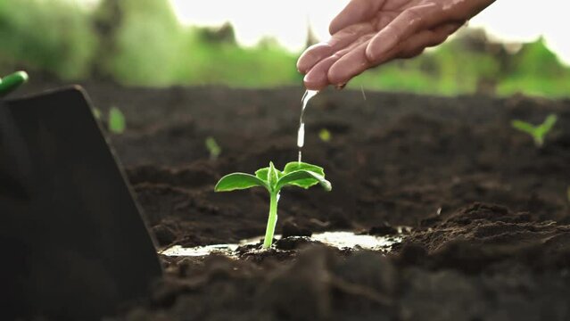 An agronomist is watering a plant. Cultivation of a fresh sprout of culture. Hand watering vegetable sprout. A farmer waters a cucumber sprout with his hand for faster growth. Irrigation of greenery
