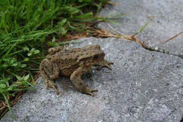 frog in the grass