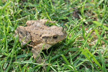 frog on the grass