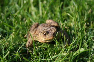 frog on grass