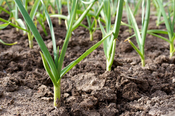 sprouts of garlic grow on a bed in the spring in the garden. growing organic plants and vegetables, Growing garlic in plant. farm vegetable. Vegetable beds