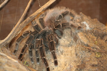 tarantula on the tree
