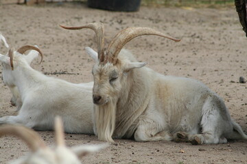 goat on the farm