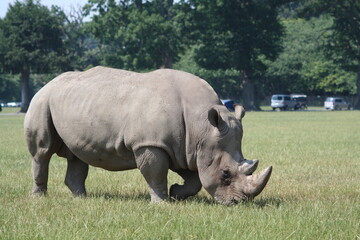 Obraz premium rhino in the grass