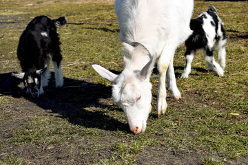 Małe owce pasące się. Kolorowe kozy z matką pasące się na wiosennej trawie. - obrazy, fototapety, plakaty