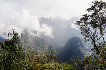 Rain forest near Machu Picchu, Peru