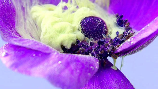 Macro photography of a flower.Stock footage.A bright purple flower bloomed on which heavy gray smoke is allowed .