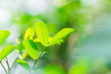 Fototapeta na wymiar Closeup fresh green leaf, natural greenery plants using as fresh ecology background concept