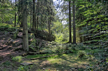 Obraz premium path in the woods