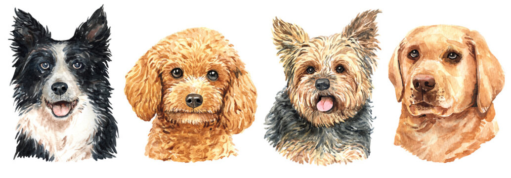 Set of watercolor portraits of 4 dog breeds Border Collie, Poodle, Yorkshire terrier and Labrador Retriever. Dog drawing head clipping path isolated on white background.